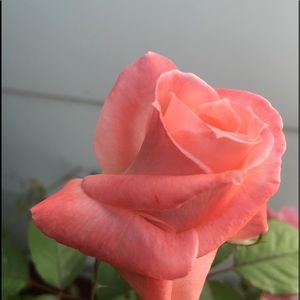 Meet your Posher, Bryanna